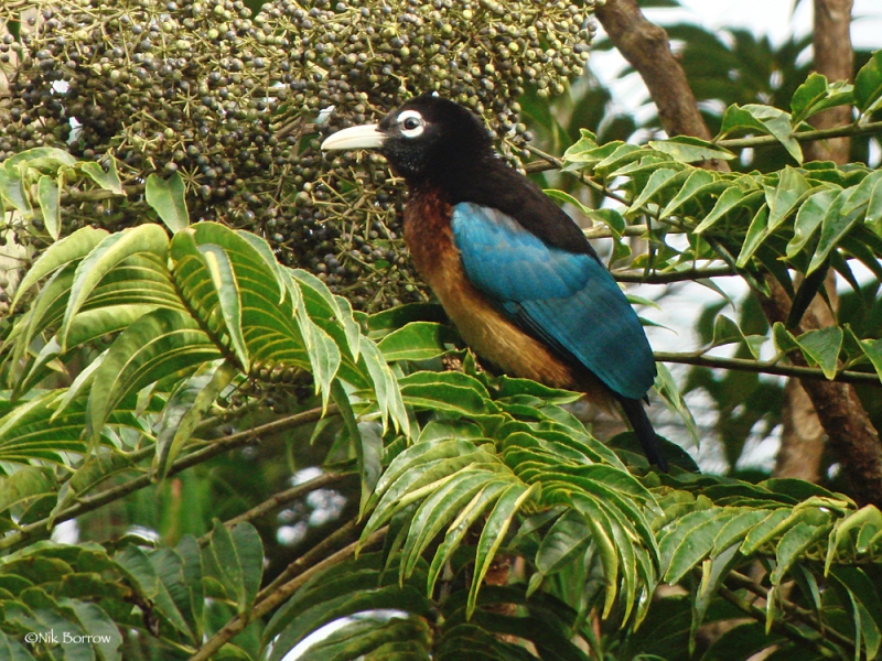 Blue Bird-of-paradise
