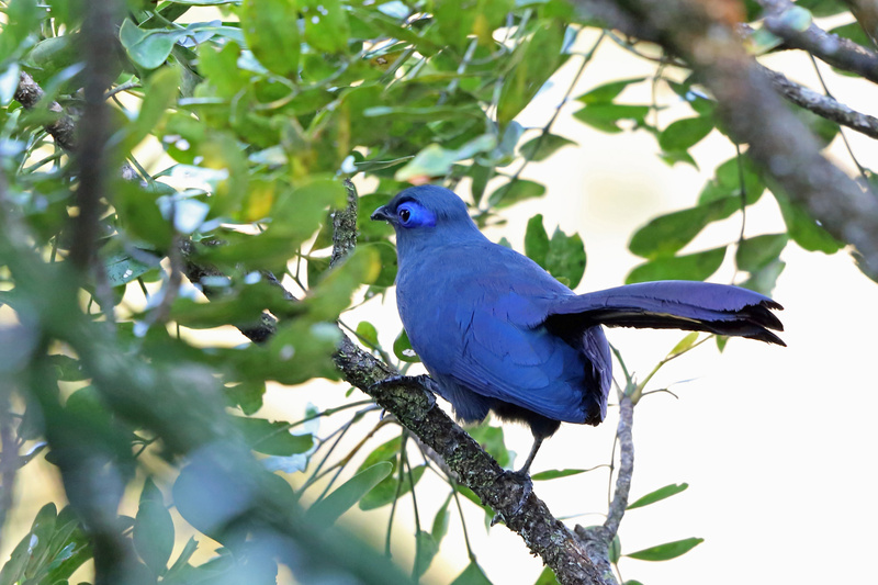 Blue Coua