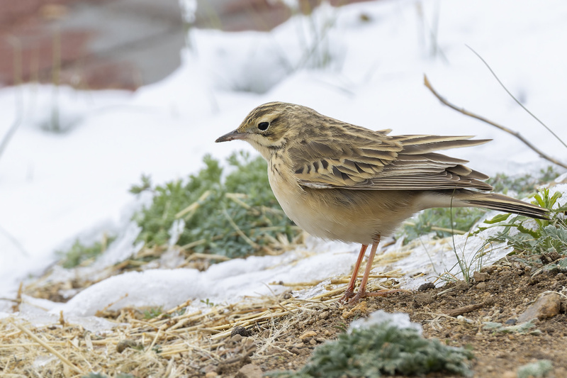 Blyth's Pipit