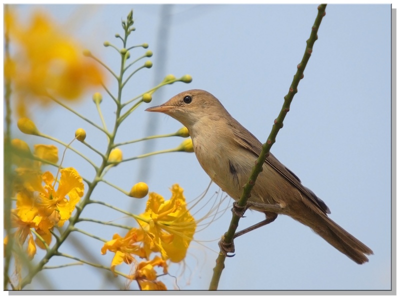 Blyth's Reed Warbler