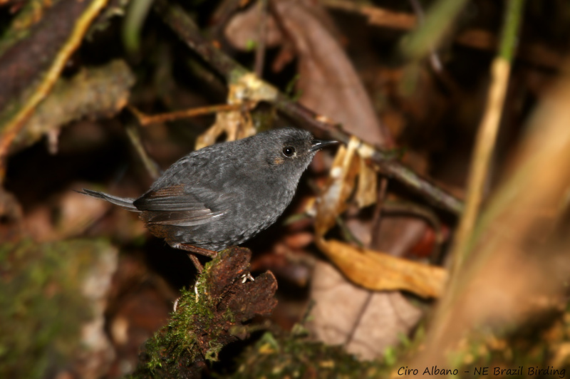 Boa Nova Tapaculo