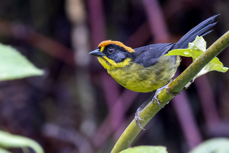 Bolivian Brushfinch