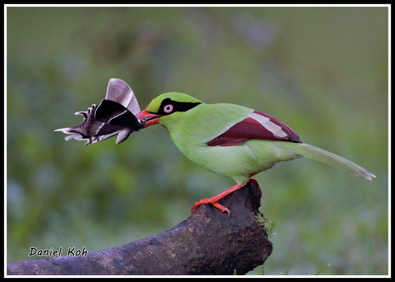 Bornean Green Magpie