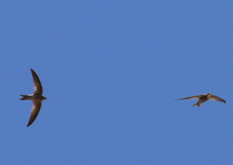 Bradfield's Swift