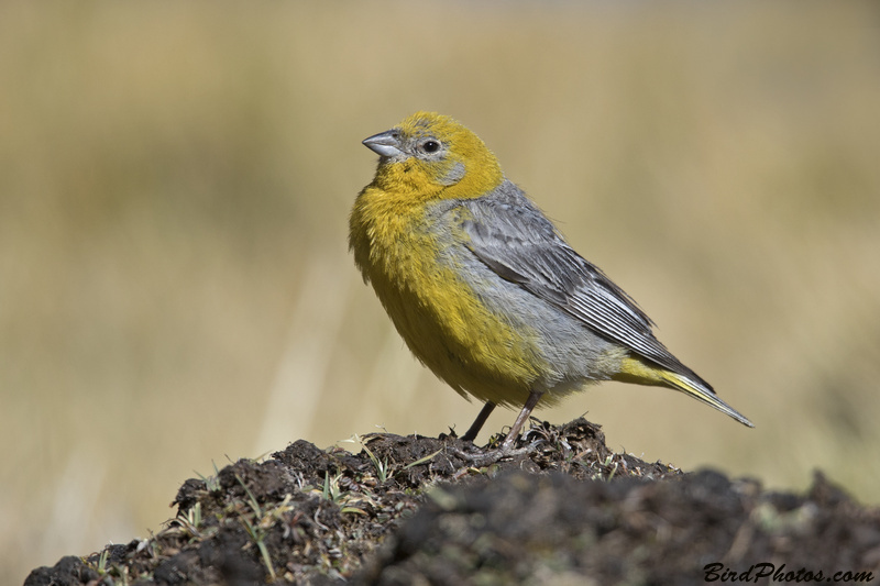 Bright-rumped Yellow Finch