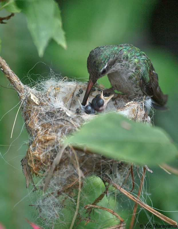 Broad-billed Hummingbird