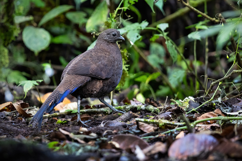 Bronze-tailed Peacock-Pheasant