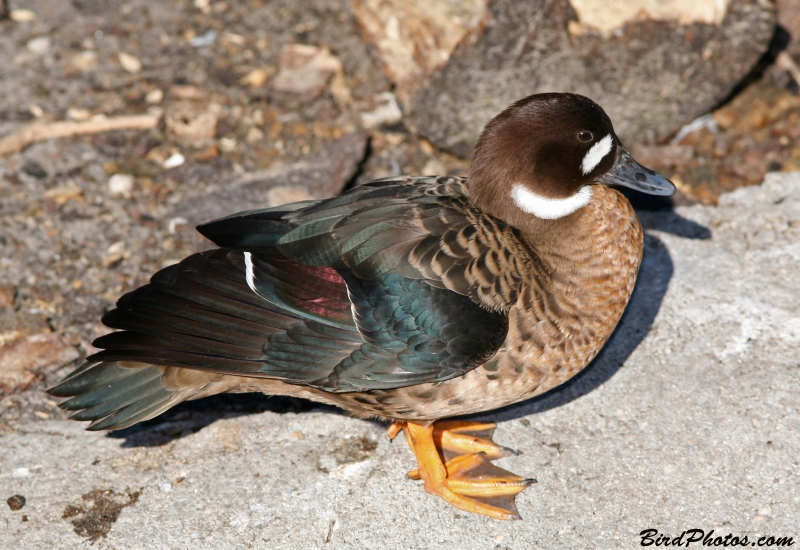 Bronze-winged Duck