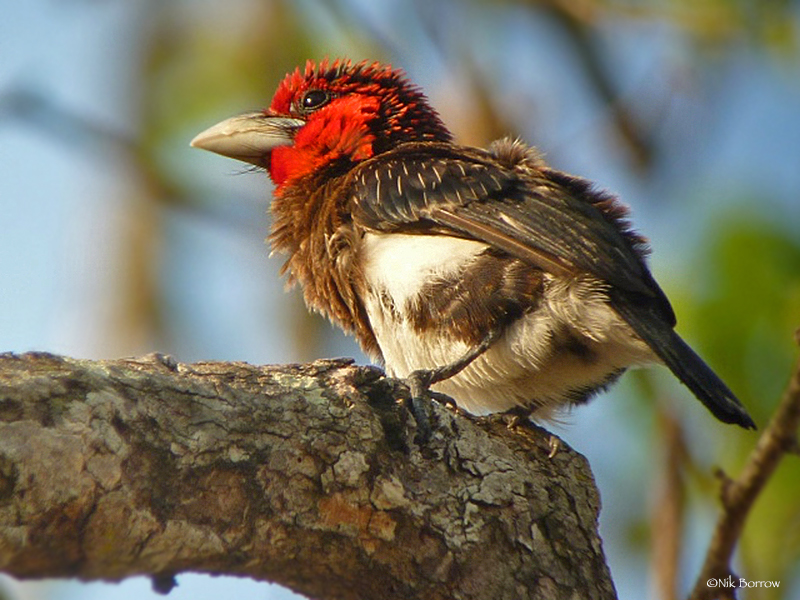 Brown-breasted Barbet