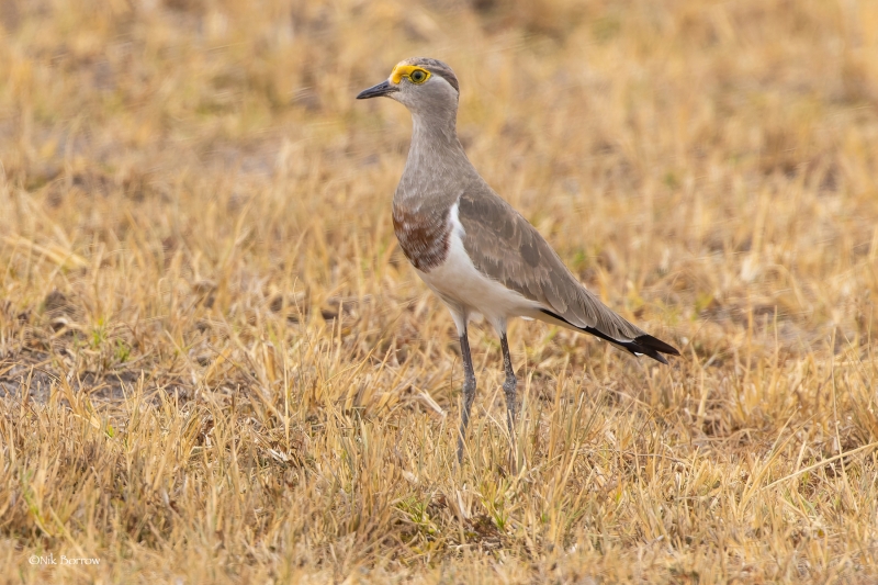 Brown-chested Lapwing
