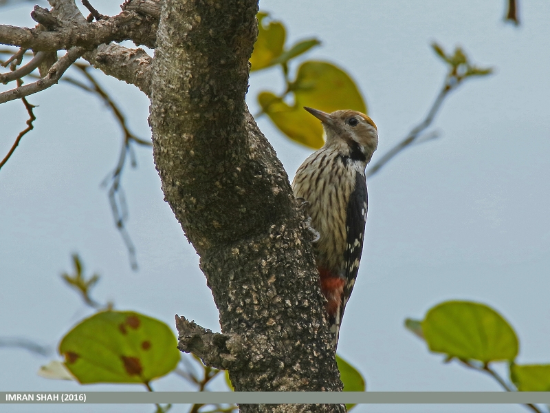 Brown-fronted Woodpecker