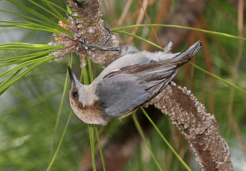 Brown-headed Nuthatch