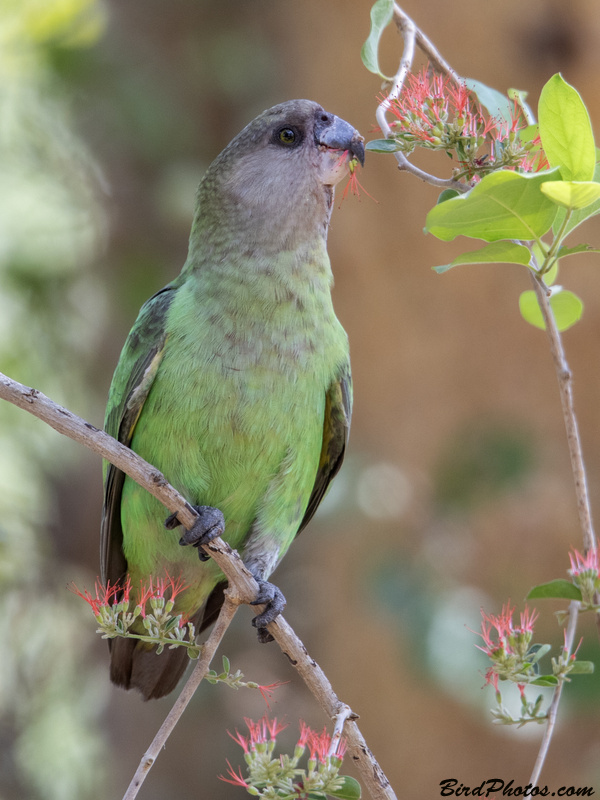 Brown-headed Parrot