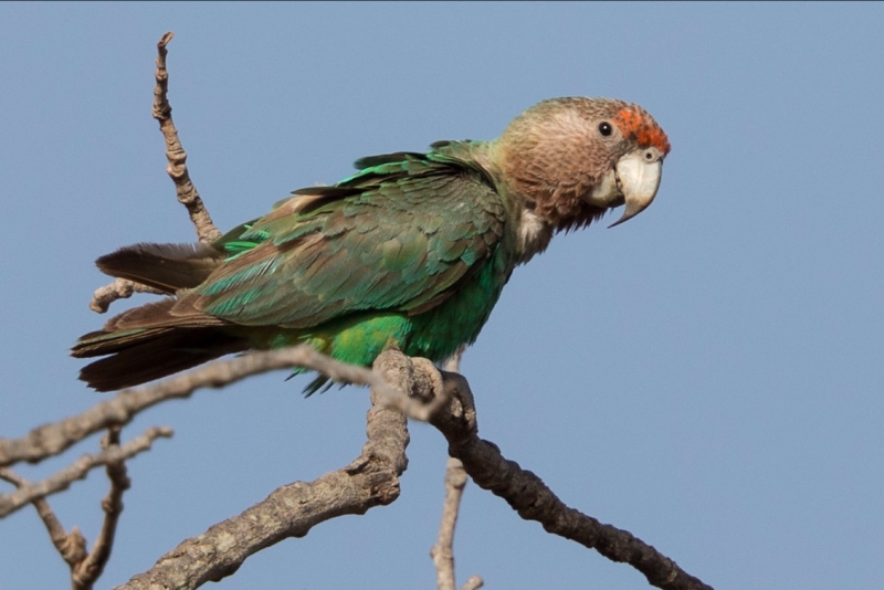 Brown-necked Parrot