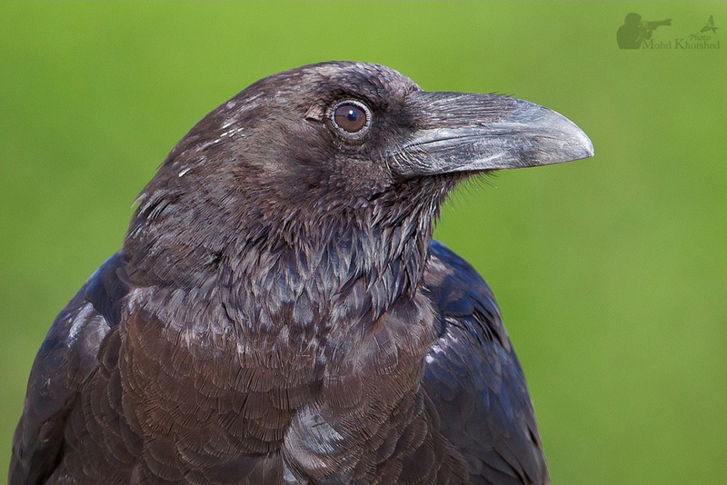 Brown-necked Raven