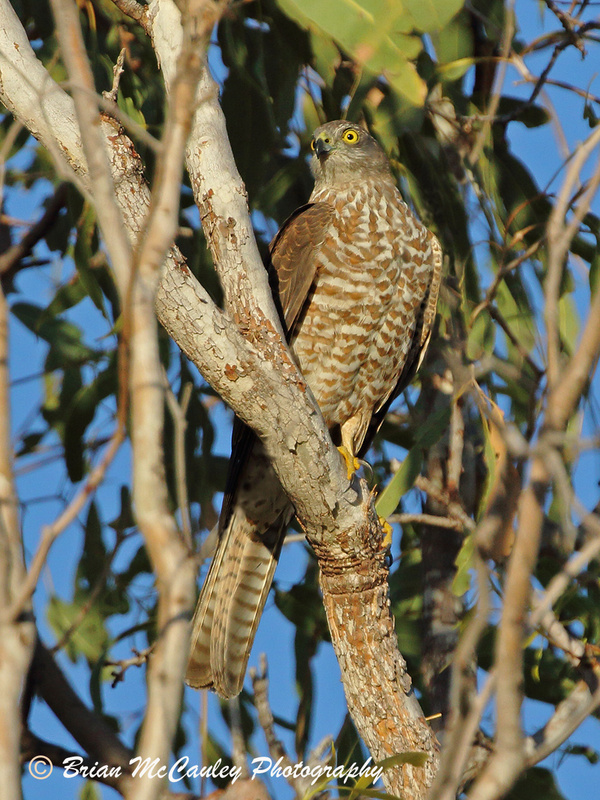 Brown Goshawk