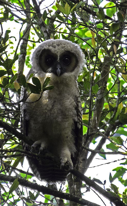 Brown Wood Owl