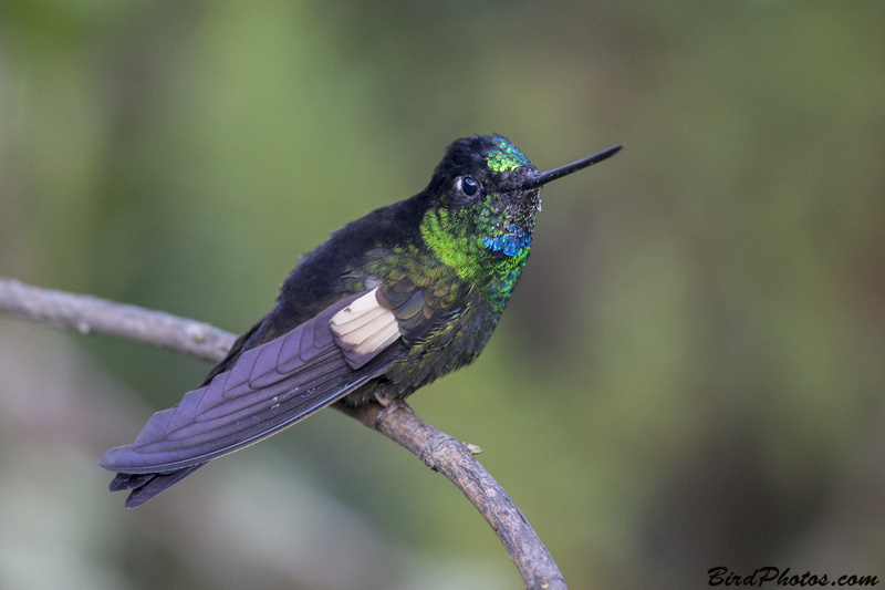 Buff-winged Starfrontlet