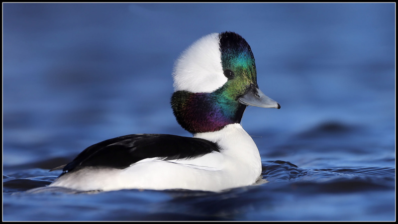 Bufflehead