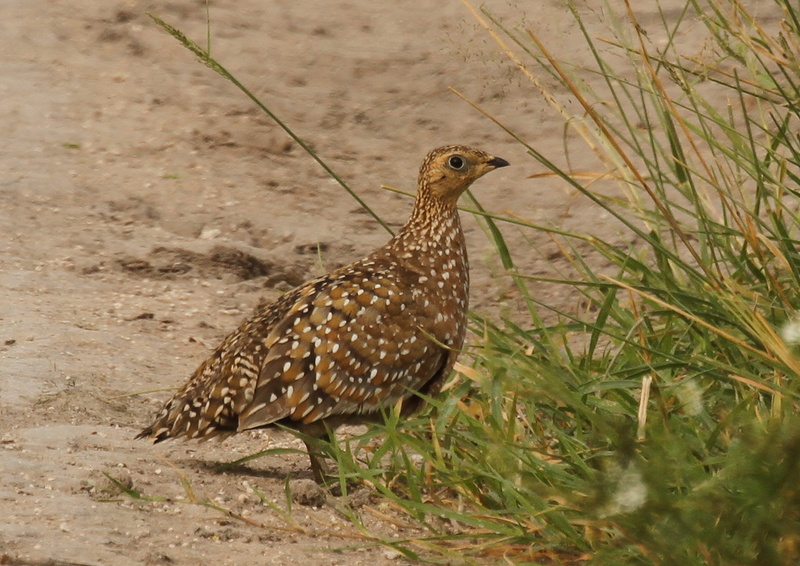 Burchell's Sandgrouse