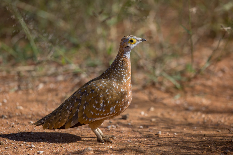 Burchell's Sandgrouse