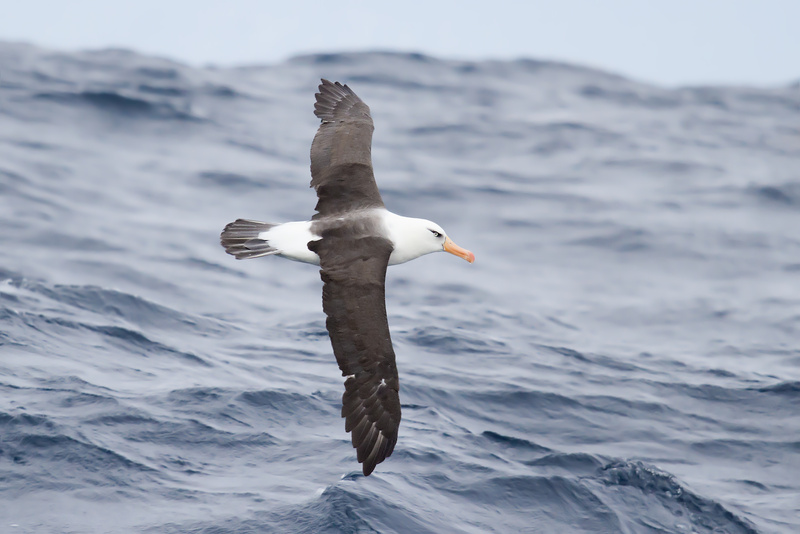 Campbell Albatross