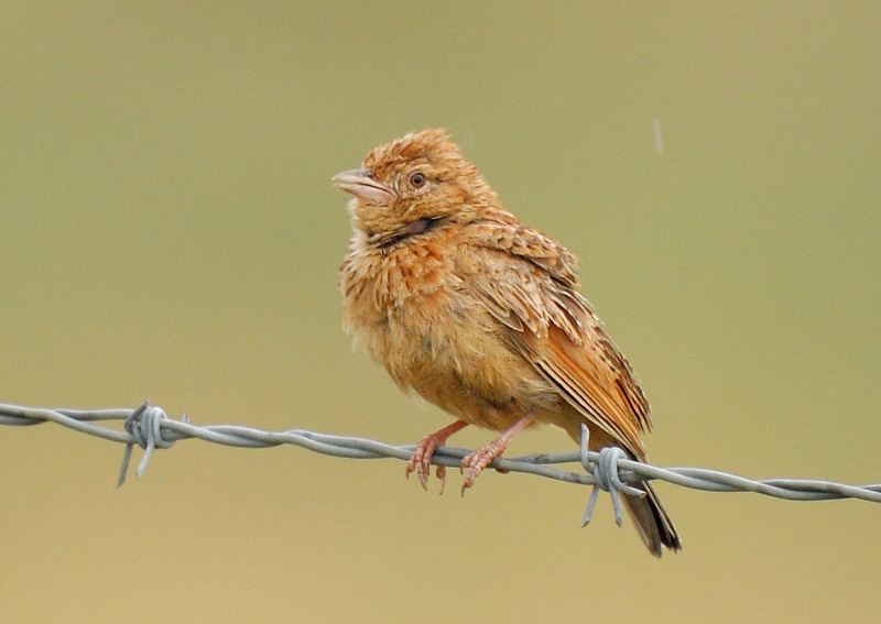 Cape Clapper Lark