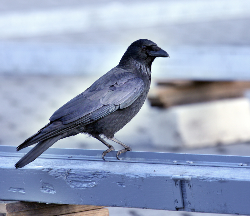 Carrion Crow