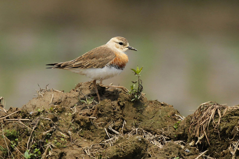 Caspian Plover