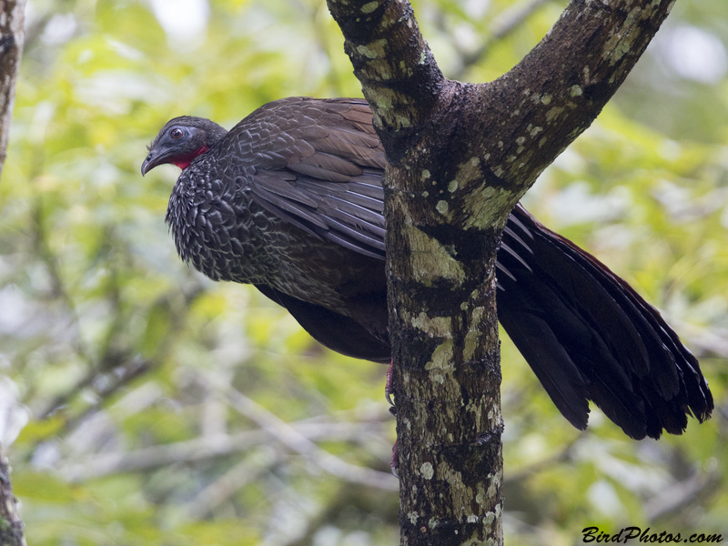 Cauca Guan