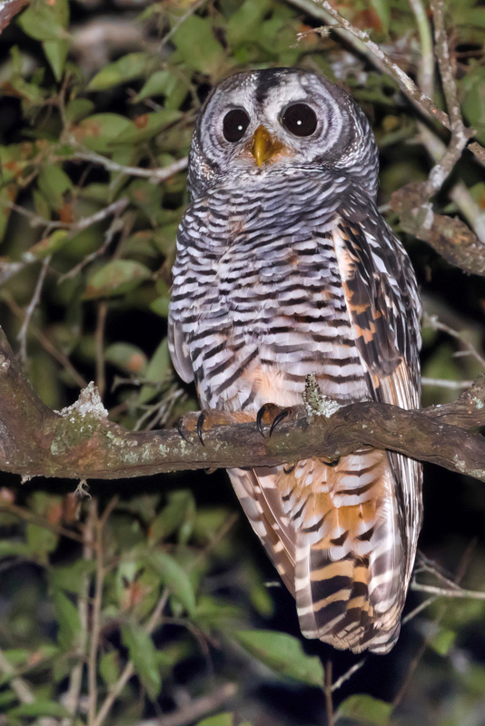Chaco Owl