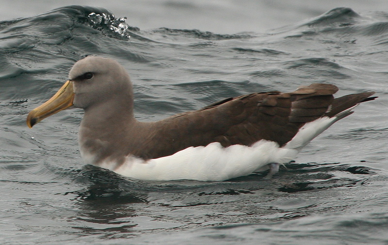 Chatham Albatross