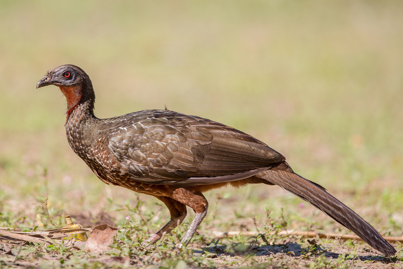 Chestnut-bellied Guan