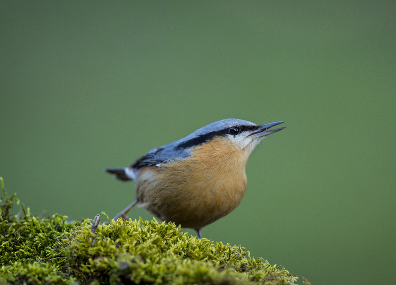 Chestnut-bellied Nuthatch