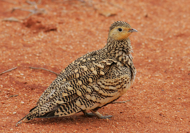 Chestnut-bellied Sandgrouse