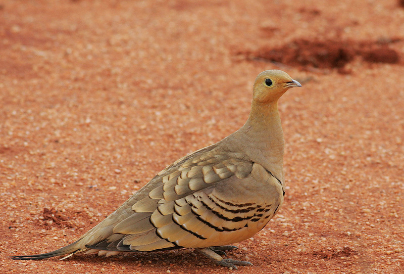 Chestnut-bellied Sandgrouse