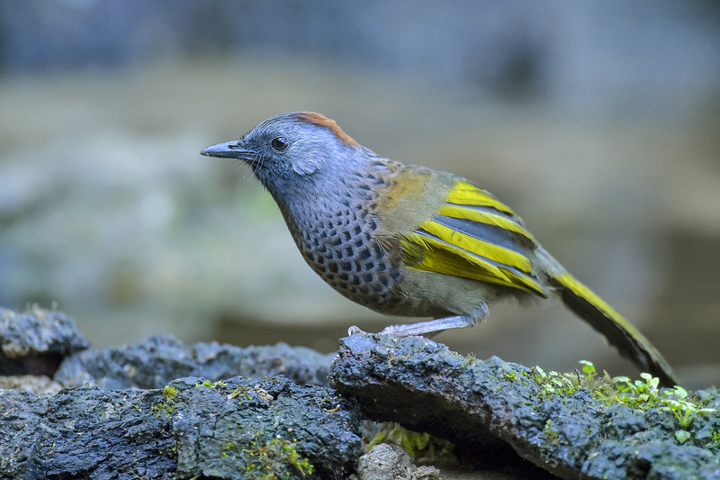 Chestnut-crowned Laughingthrush