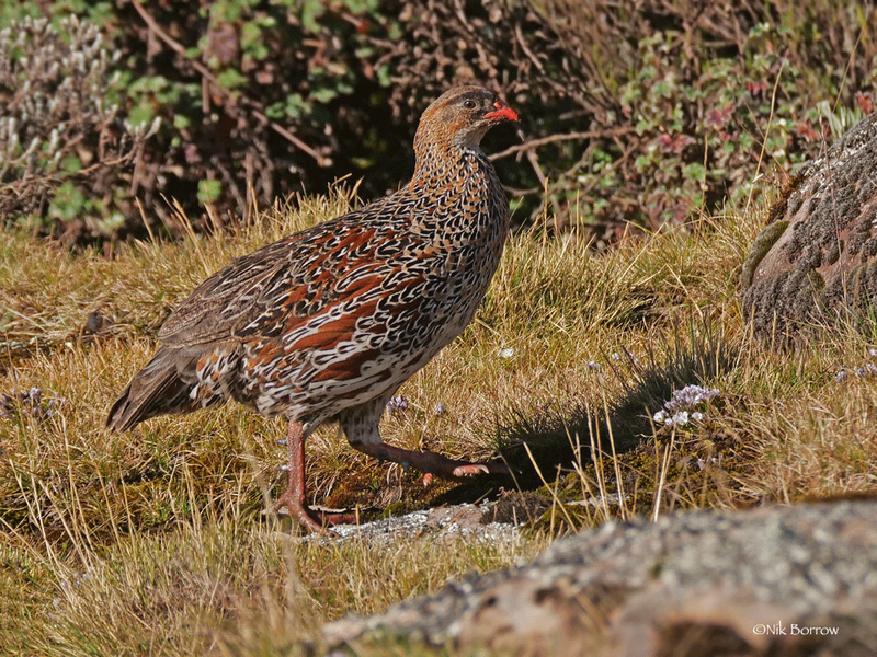 Chestnut-naped Spurfowl