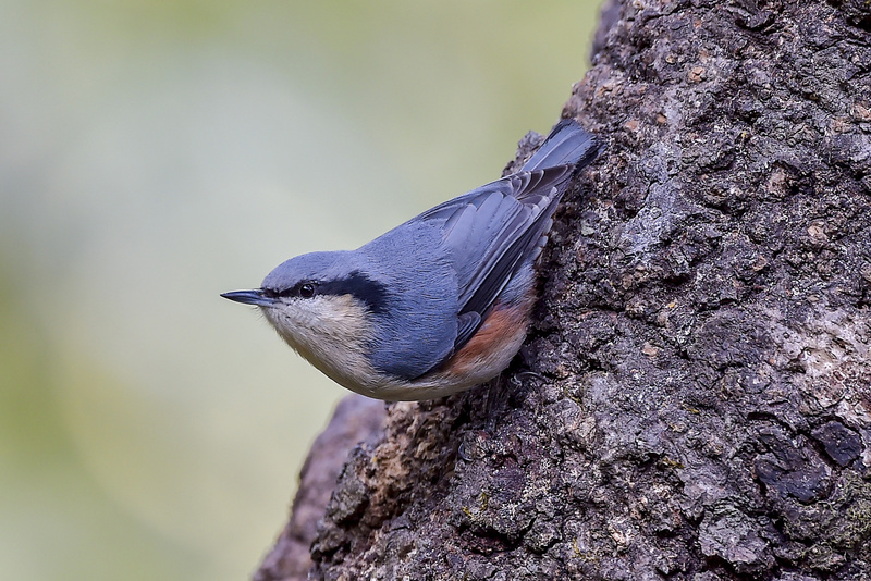 Chestnut-vented Nuthatch