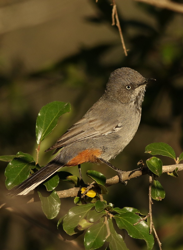 Chestnut-vented Warbler