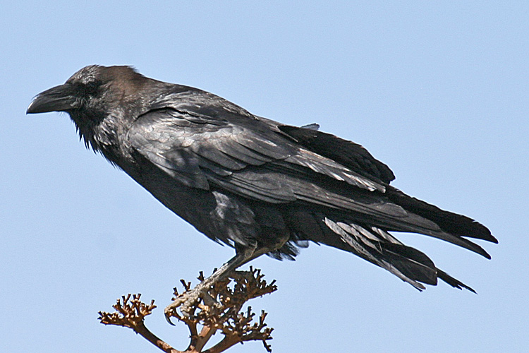 Chihuahuan Raven