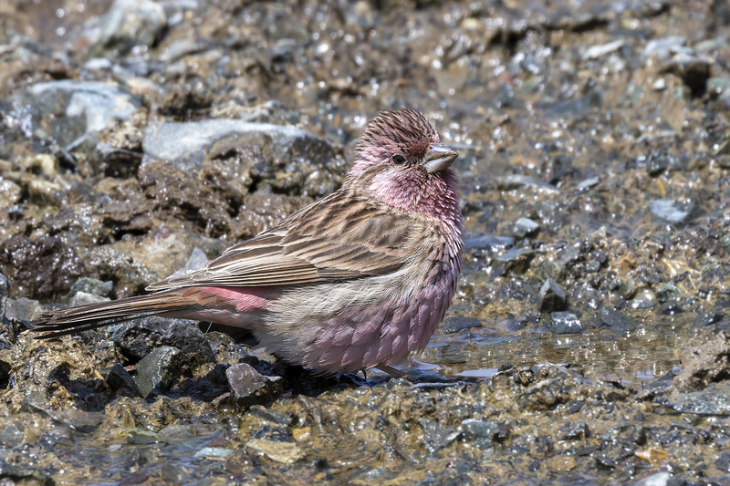 Chinese Beautiful Rosefinch