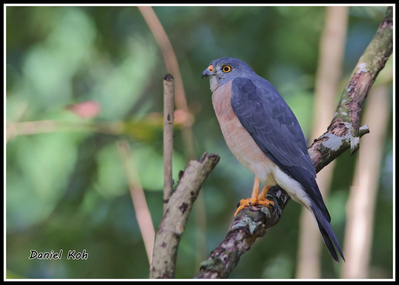 Chinese Sparrowhawk