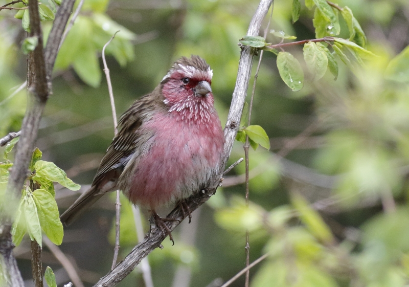 Chinese White-browed Rosefinch