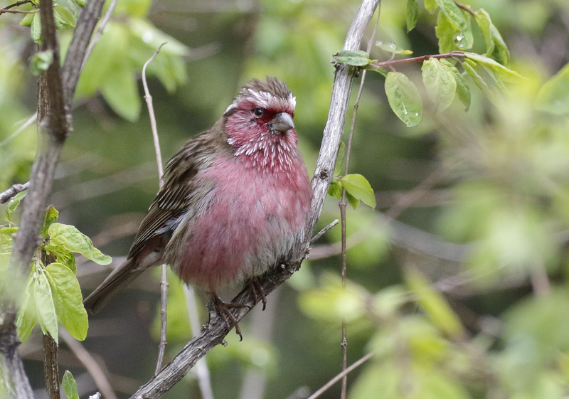 Chinese White-browed Rosefinch