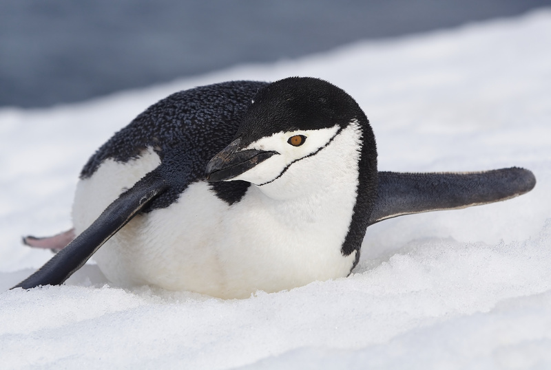 Chinstrap Penguin