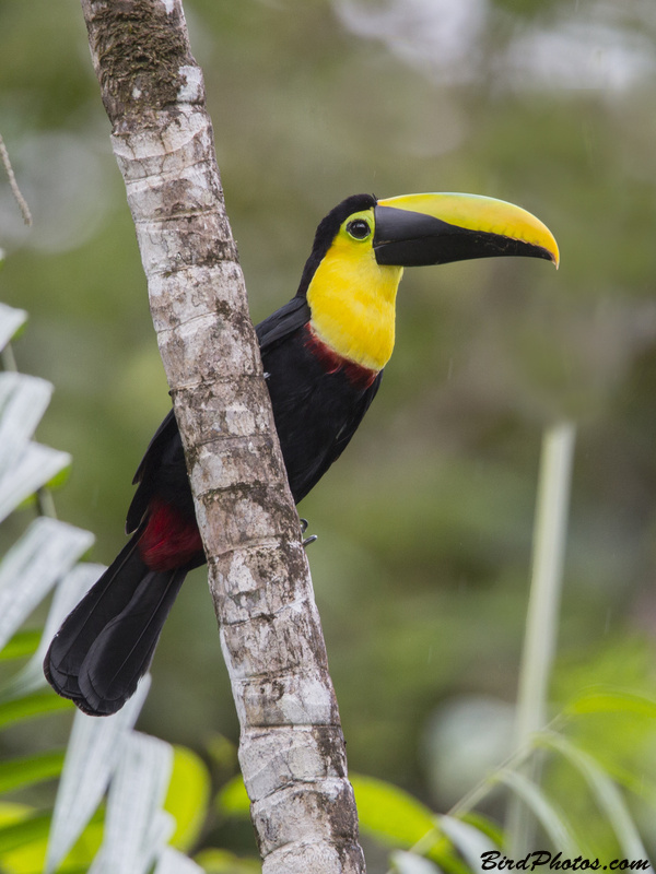 Choco Toucan