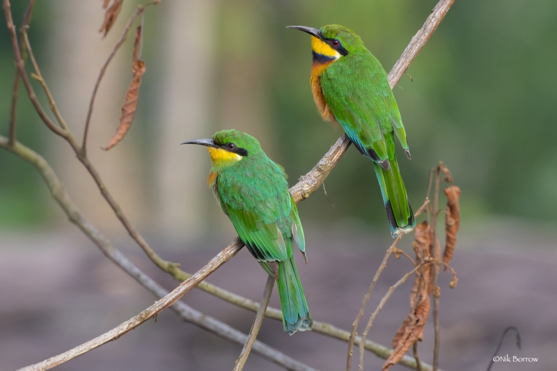 Cinnamon-chested Bee-eater