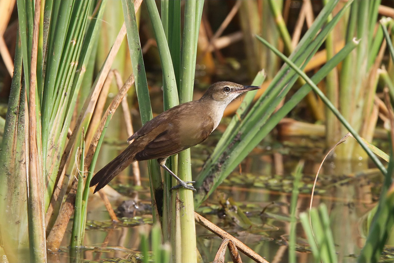 Clamorous Reed Warbler