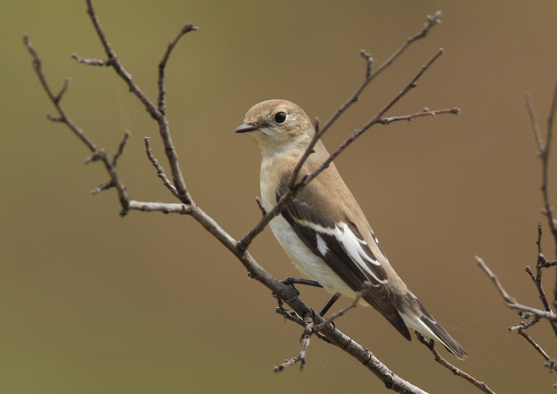 Collared Flycatcher